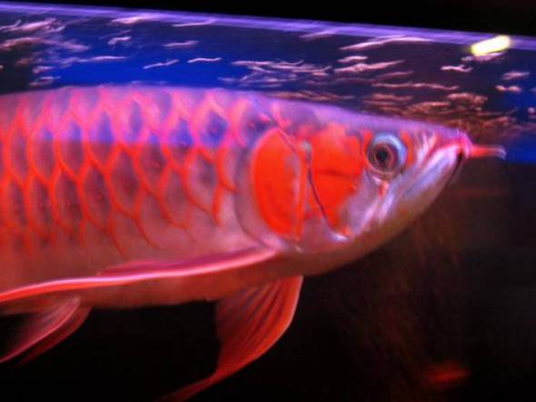 Top Quality super red arowanas fish and many others fish for sale