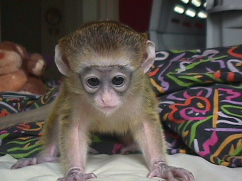 Beautiful Capuchin, monkeys for adoption