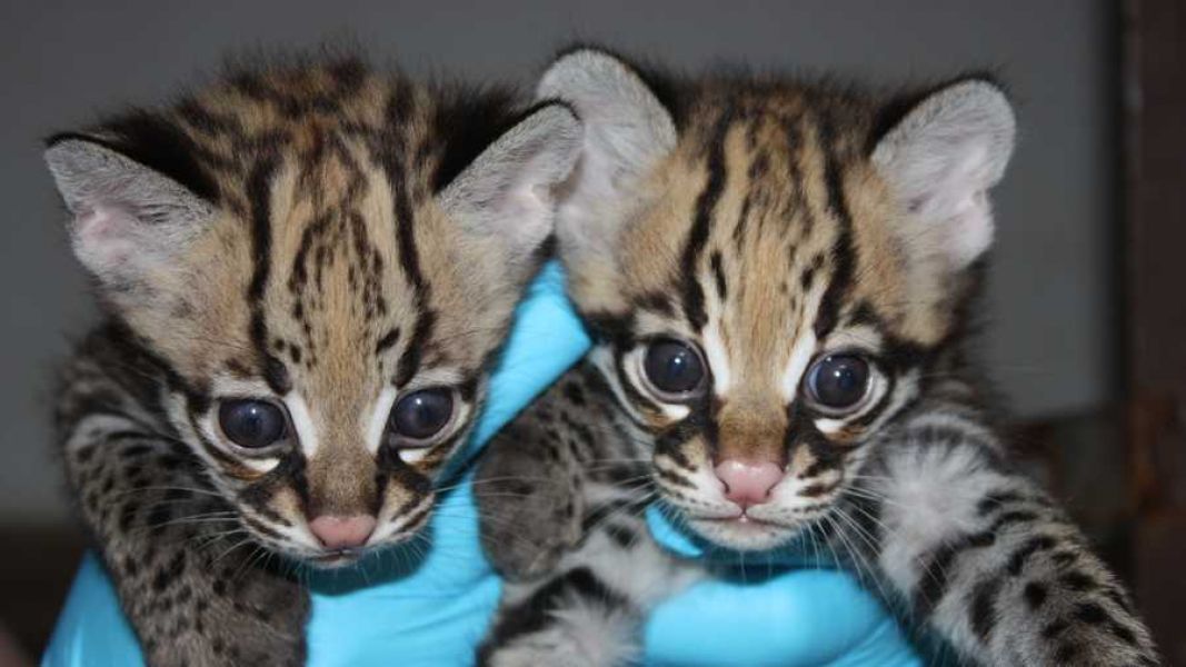 7 weeks old Ocelot babies available