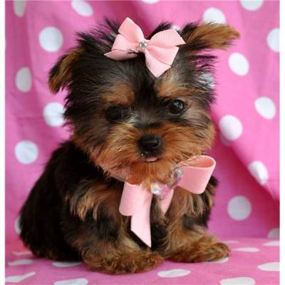  CUTE AND ADORABLE YORKIE PUPPIES FOR ADOPTION