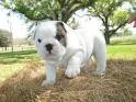 Nd Adorable English Bulldog Puppies For Adoption