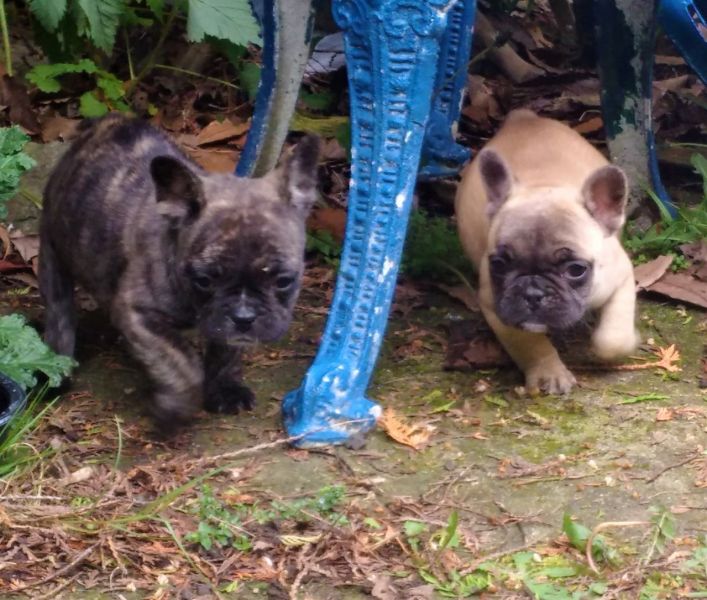 Akc Registered French Bulldog puppies