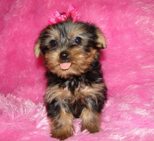 Male and female yorkies for sale