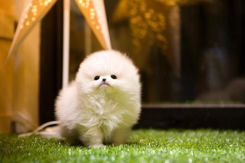 ~Adorable Top Quality Micro Tiny Tcup Pom Puppies! 