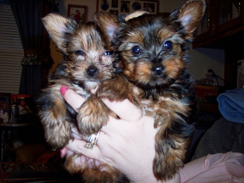 Gorgeous Quality Teacup Yorkies Puppies.