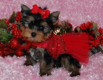 Beautiful Yorkshire Terrier puppies