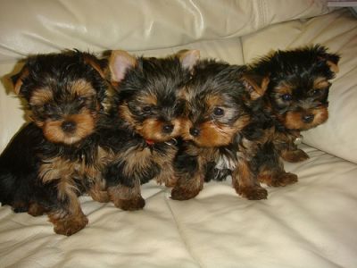 Tea  cup yorkie puppies for free adoption.