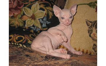 Sphynx Kittens, Parents from Russia.