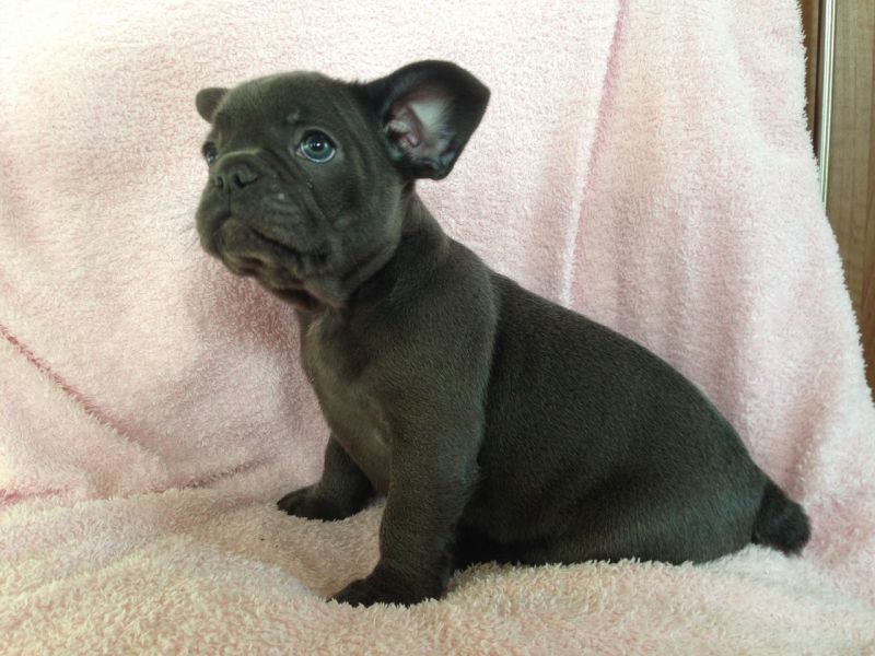 Affectionate Blue French Bulldog Puppies