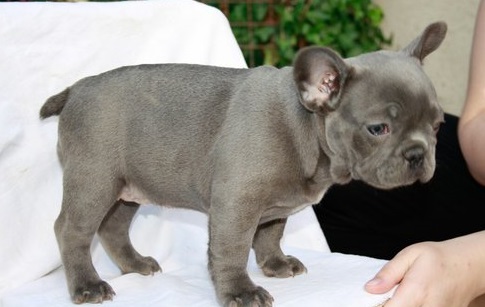 Blue French Bulldog Puppies Ready Now