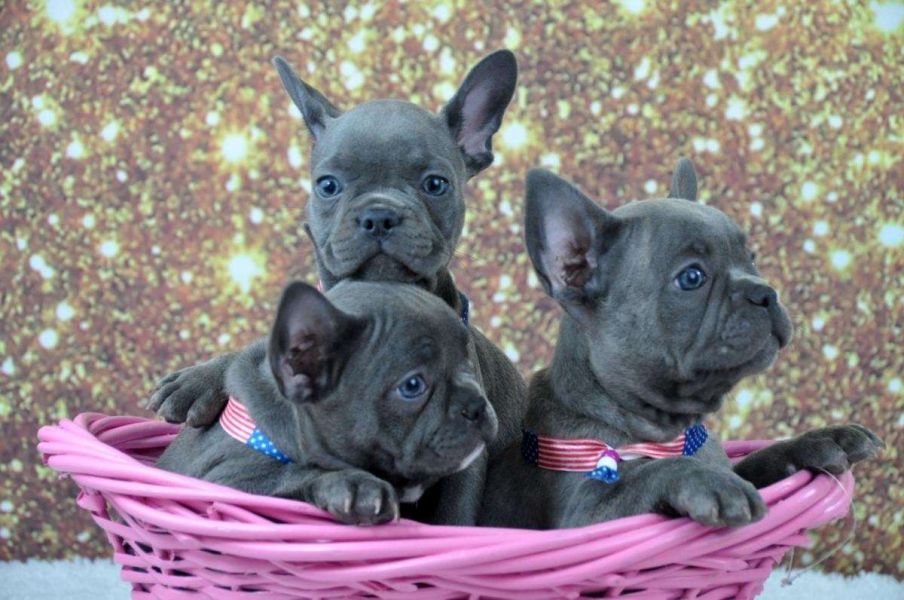 AKC Pure Breed Blue French Bulldog puppies Text Us At (217