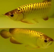 Super Red , Asian Red , Chili Red Arowana Fish For Sale We have available and Supply top quality Gra