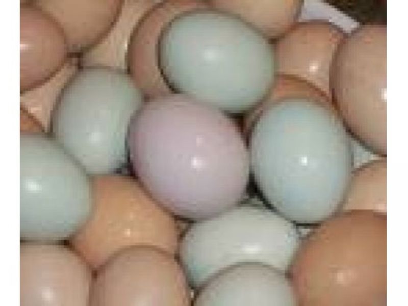 Parrots and fertile parrot eggs for sale (972)843-1704