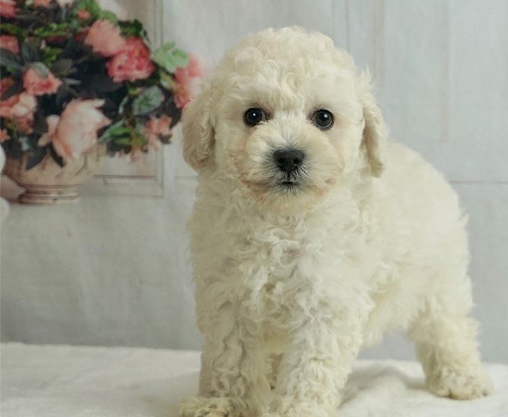 Teacup Poodle Puppies Available 