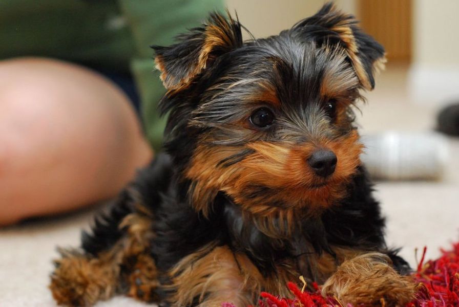  Yorkie and poodle Puppies for adoption