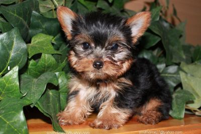 Teacup Yorkie Puppies Available For adoption