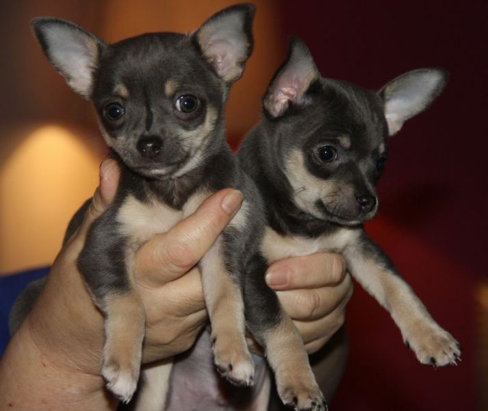 Two Chihuahua puppies
