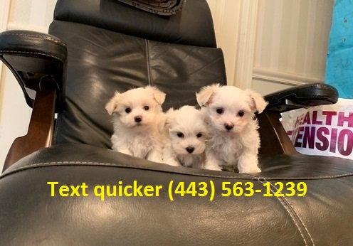 Quality Maltese puppies for sale Text (443) 563-1239