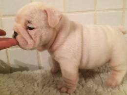 English Bulldog puppies For Sale