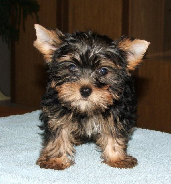 Cute yorkie puppies for adoption text 901-618-0359