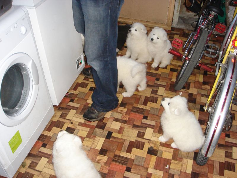 Pure White Samoyed Puppies