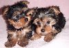 X-mas teacup yorkie puppies for free adoption  ...