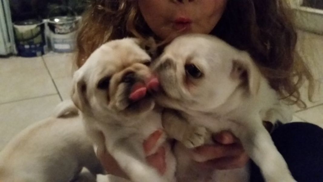 Cute and Loving pugPuppies for Adoption