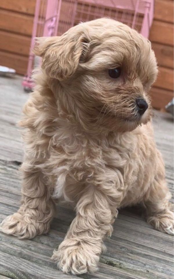 Beautiful Maltipoo Puppies.