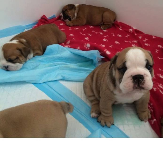 Lovely bulldog puppies for rehoming text at 302-308-4193