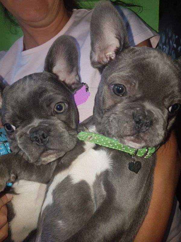 French Bulldog Puppies for Adoption