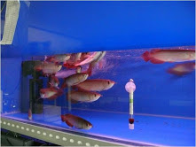 Healthy Super Asian Red Arowana Fishes