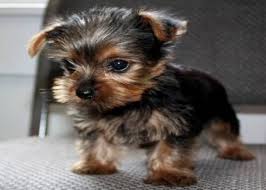 Tea Cup Yorkie Puppies For Free Adoption.