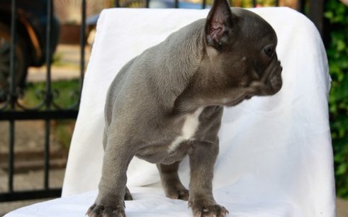  Superb Blue & Blue Pied French Bulldog Pups