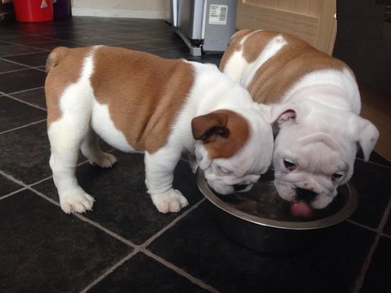 Akc English bulldog puppies for sale M/F