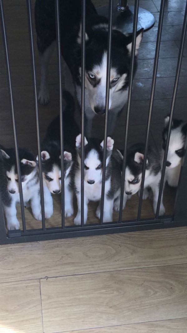 Adorable male and female blue eyes siberian husky puppy