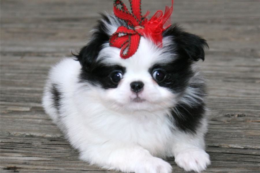 Japanese Chin Puppies Available