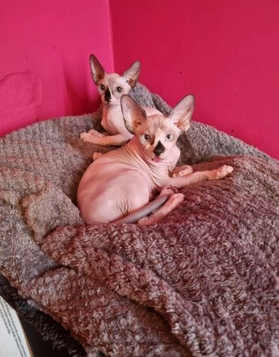  Sphynx Kittens available