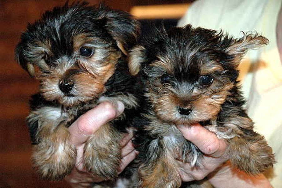 Looking For a Small Puppy? Available Teacup Yorkies Male and female