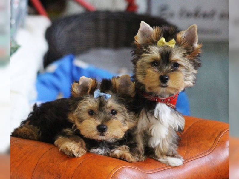 Male and female Yorkie puppies to loving and caring homes.