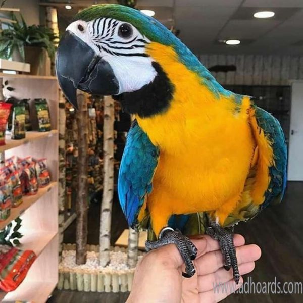 Blue & Gold Macaw parrots available
