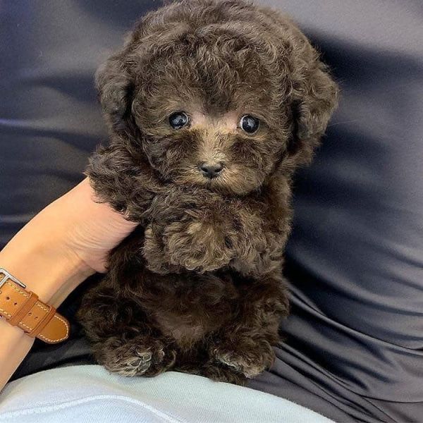 Sweet Toy Poodle puppies for adoption