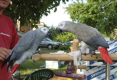 African Grey Parrots For Bird Lovers