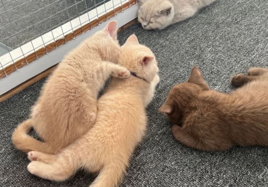 British Shorthair Kittens