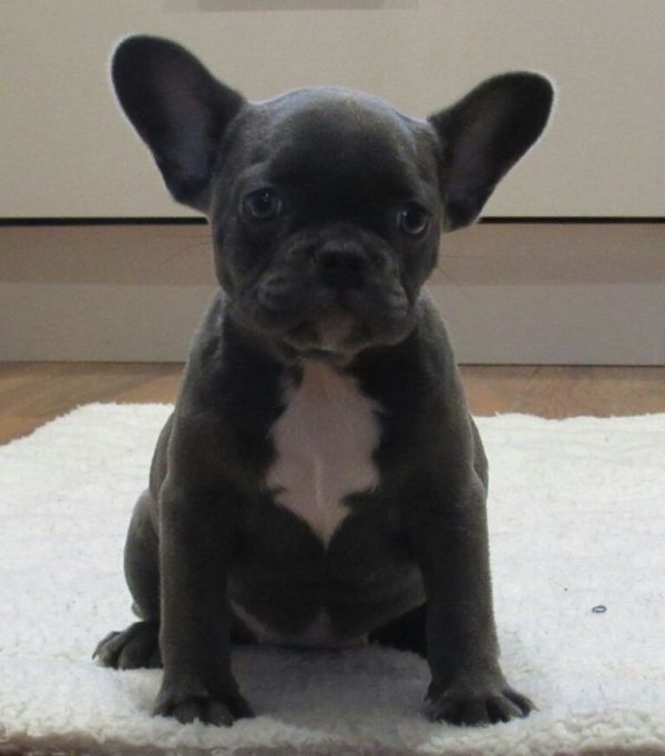 Blue Pied French Bulldog Puppies for Sale