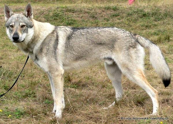 Czechoslovakian Wolfdog with pedigree