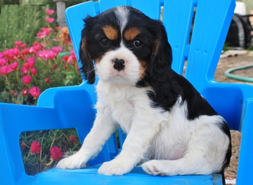 King charles cavalier puppies
