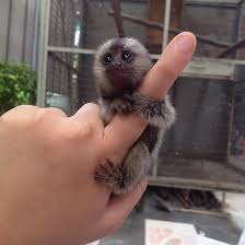 Finger Marmoset & Capuchin Monkeys For Sale.