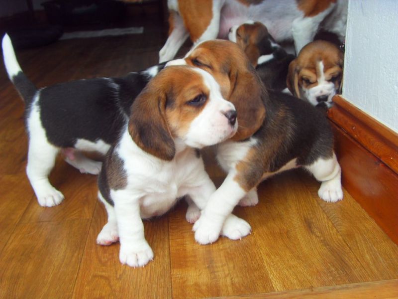 Tri color Beagle Puppies Ready now Txt Only via (302 x  514 x 8078