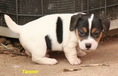 Sweet and lovely jack russell puppy for adoption
