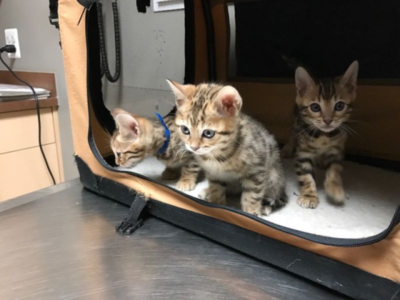 TICA Registered Bengal Kittens Available  